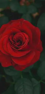 A vibrant red rose with dark green leaves background.