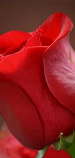 Vibrant red rose close-up wallpaper.