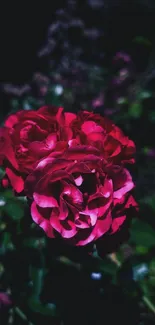 Close-up of a vibrant red rose in a lush, dark garden setting.