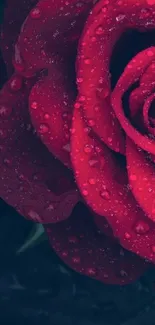 Close-up of a red rose with dewdrops on petals.