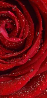 Deep red rose with water droplets closeup wallpaper.