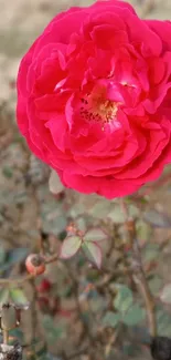 Vibrant red rose in full bloom against a natural background.