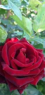 Vibrant red rose with lush green leaves.