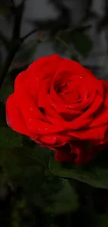 Close-up image of a vibrant red rose with detailed petals.