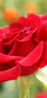 Close-up of a vibrant red rose with detailed petals, set against a soft background.