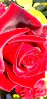 Close-up of a vibrant red rose against green foliage.