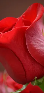 Vibrant red rose close-up mobile wallpaper.