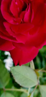 Close-up of a vibrant red rose with lush green leaves.