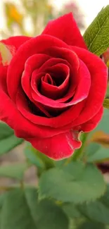 Close-up of a vibrant red rose with green leaves.