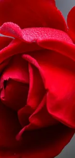 Close-up of a vibrant red rose with detailed petals.