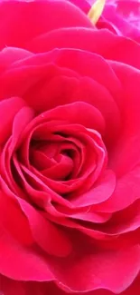 Close-up of a vibrant red rose with rich color and intricate petals.