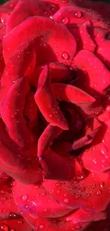 Close-up of a vibrant red rose with dew drops on petals.