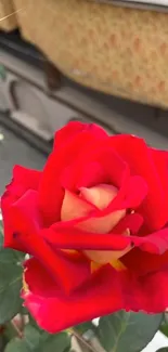 Close-up of vibrant red rose in garden setting.