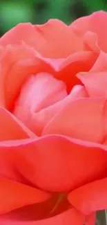 Close-up of a vibrant red rose with soft petals and green leaves.