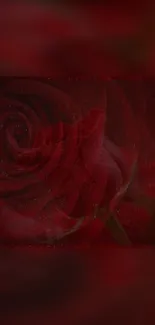 Dark red rose wallpaper for phones with elegant floral design.