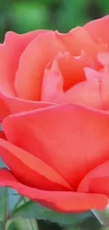 Vibrant red rose blossom in close-up view.