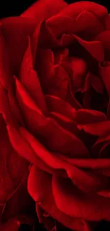 Close-up of a vibrant red rose on a black background.