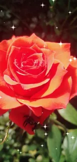 Vibrant red rose with lush green leaves in sunlight.