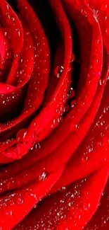 Close-up of a vibrant red rose with dewdrops.