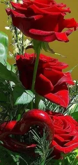 Vibrant red roses with green leaves against a yellow background.