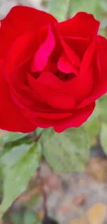 Vibrant mobile wallpaper of a red rose with lush green leaves.