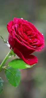 Vibrant red rose with dew drops on petals and green leaves.