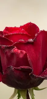 Close-up of a vibrant red rose with dewdrops on petals.