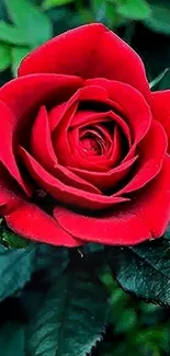 Close-up of a vibrant red rose blossom with green leaves.