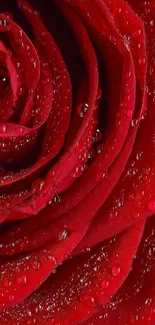 Close-up of a vibrant red rose with dewdrops on petals.