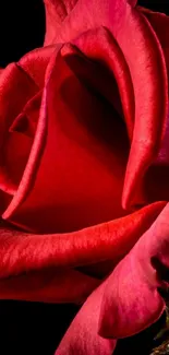 Close-up of a vibrant red rose with delicate petals on a dark background.