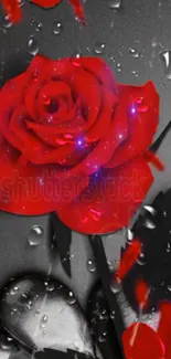 Red rose with droplets on grayscale background.