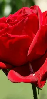 Vibrant red rose close-up wallpaper.