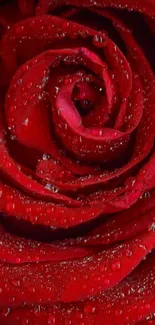 Close-up of a red rose with dewdrops gleaming on its petals.