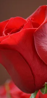 Close-up of a vibrant red rose on a mobile wallpaper.