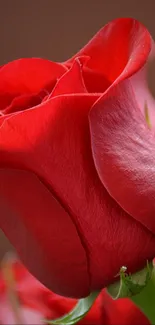 Close-up of a vibrant red rose with delicate petals.