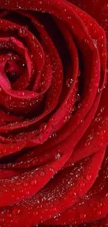 Close-up of vibrant red rose petals with water droplets.