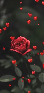 Red rose with dark background, elegant contrast.