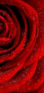 Close-up of a vibrant red rose with dew-covered petals.