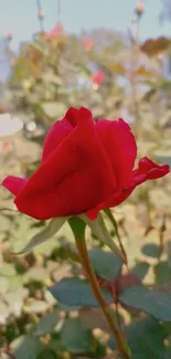 Vibrant red rose in full bloom amidst green leaves.