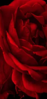 Mobile wallpaper featuring a vibrant red rose on a dark background.