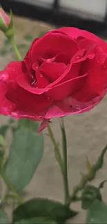 Mobile wallpaper of a vibrant red rose with raindrops on petals.