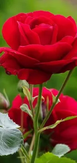 Vibrant red roses with lush green leaves and background.