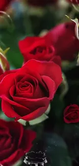 Close-up of vibrant red roses in a lush arrangement.