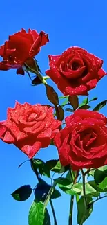 Red roses under a bright blue sky, perfect for a vibrant background.