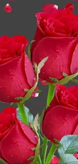 Vibrant red roses with dew on a dark background for mobile wallpaper.