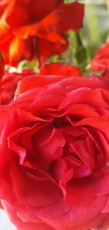 Close-up view of vibrant red roses with lush petals.