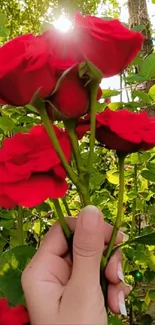 A hand holds vibrant red roses against a lush green backdrop.