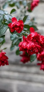 Red roses against a stone wall background.