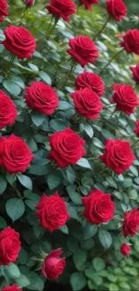 Vibrant red roses with lush green leaves in a garden setting.