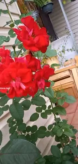 Vibrant red roses surrounded by green leaves in a garden setting.